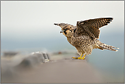 flügge... Wanderfalke *Falco peregrinus*, Jungfalke beim Training der Flugmuskulatur