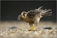 Regentanz... Wanderfalke *Falco peregrinus*, junger Wanderfalke