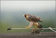 Balanceakt... Wanderfalke *Falco peregrinus*, Jungfalke