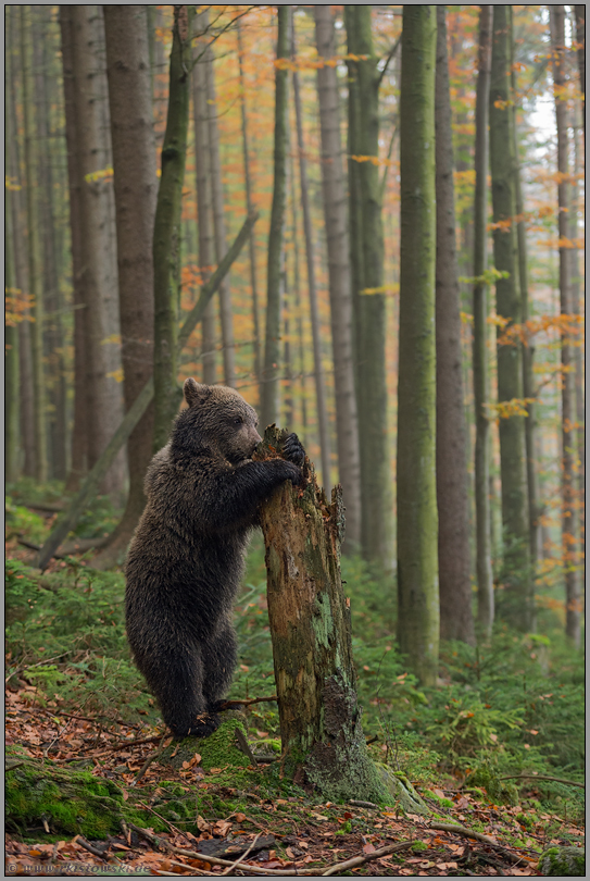 aufgerichtet... Europäischer Braunbär *Ursus arctos* untersucht auf den Hinterpfoten stehend einen morschen Baumstamm