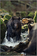 Konfrontation... Braunbären *Ursus arctos*, Auge in Auge mit dem Bären