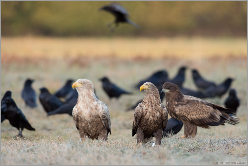 Adler unter sich... Seeadler *Haliaeetus albicilla* verschiedenen