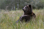 Teddy-Bär... Ursus arctos *Europäischer Braunbär* sitzt entspannt im Gras