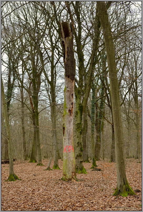 Lebensraum der Bechsteinfledermaus... Hambacher Forst *Nordrhein-Westfalen*, stehendes Totholz