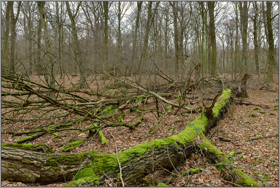 Totholz... Hambacher Forst *Nordrhein-Westfalen*, artenreicher Lebensraum