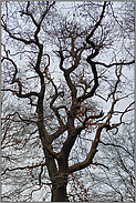 alte Stieleiche... Eiche *Quercus robur*, auch Deutsche Eiche genannt