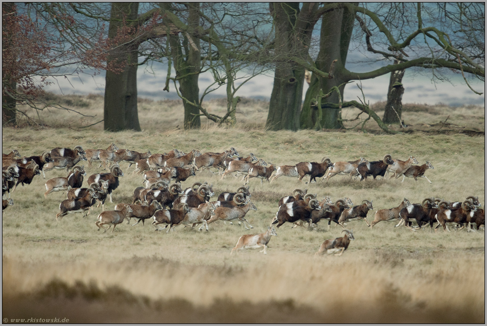 die Flucht... Europäische Mufflon *Ovis orientalis*, Muffelwild, Herde in schnellem Lauf