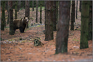 flüchtige Begegnung... Europäischer Braunbär *Ursus arctos* im Wald