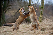 Einzelgänger... Rotfüchse Vulpes vulpes* streiten auf den Hinterpfoten stehend miteinander
