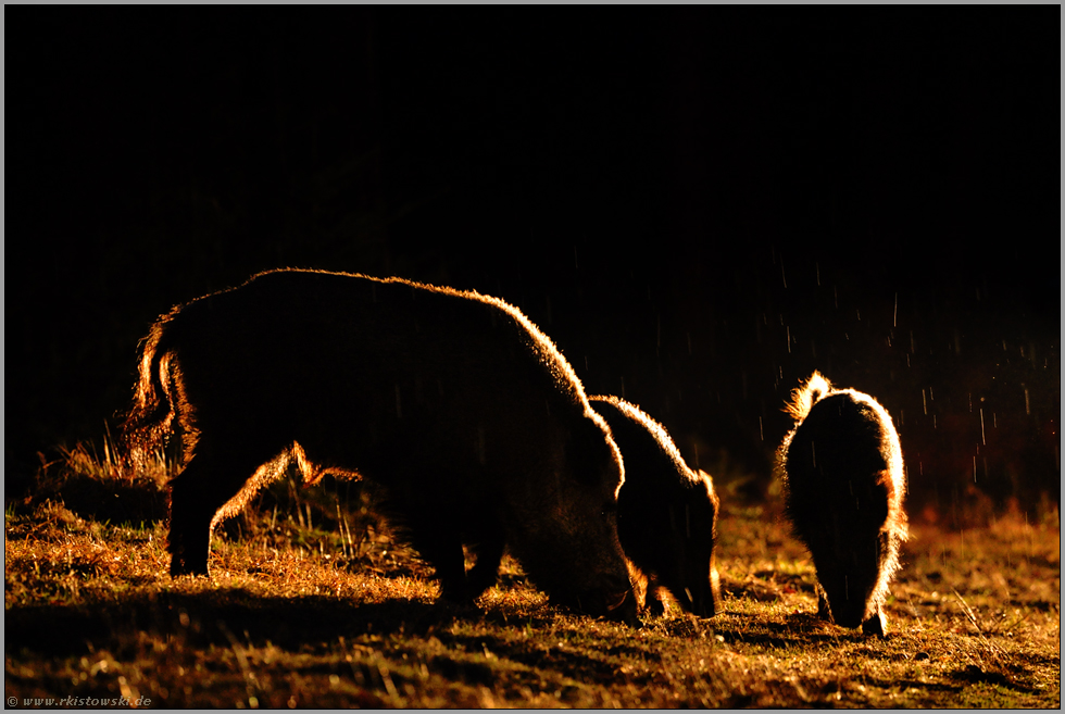 bei der Nahrungssuche... Wildschweine *Sus scrofa* bei Regen im nächtlichen Scheinwerferlicht
