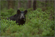 ein kurzer Blick... Wildschwein *Sus scrofa*, Überläufer steht im dichten Unterholz des Waldes