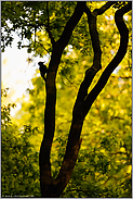 weit entfernt... Schwarzspecht *Dryocopus martius* im Spiel aus Licht und Schatten, typische Silhouette im Wald