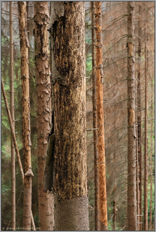 der Wald stirbt... kranke Fichte *Waldsterben*, Detailansicht des Stammes eines abgestorbenen Baumes