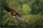 Flügelspannweite... Seeadler *Haliaeetus albicilla* im Flug, Jungvogel auf breiten Schwingen