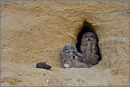 ziemlich entspannt... Europäischer Uhu *Bubo bubo*, Jungvögel am Eingang ihrer Nisthöhle