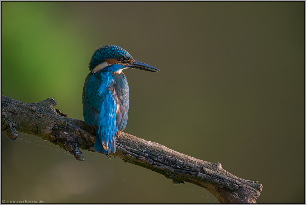 diamantblau und irisierend... Eisvogel *Alcedo atthis*, rückwärtige Ansicht