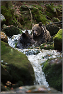 im kühlen Nass... Europäische Braunbären *Ursus arctos*, zwei Jungbären spielen in einem Wildbach