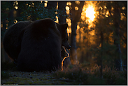 Raubtiere... Europäischer Braunbär *Ursus arctos*, zwei Bären frühmorgens im dunklen Wald bei Sonnenaufgang
