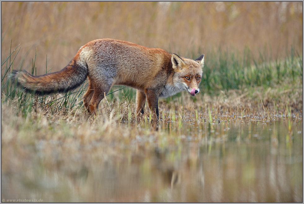 kühles Nass... Rotfuchs *Vulpes vulpes*, Fuchs trinkt aus einem Gewässer, kontrolliert die Umgebung
