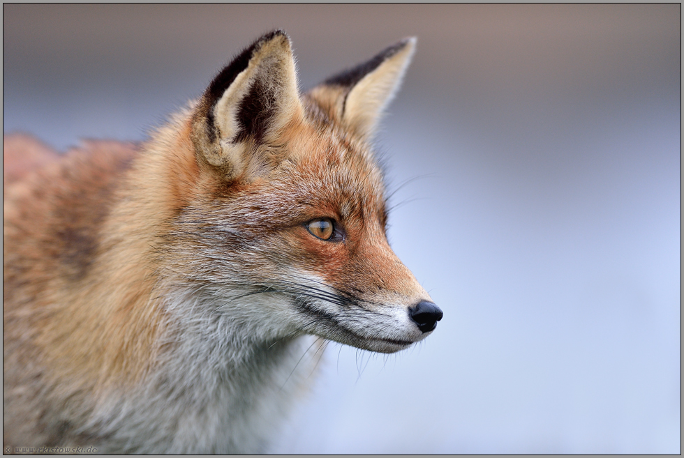 Reineke Fuchs... Rotfuchs *Vulpes vulpes*, Nahaufnahme, Kopfporträt - die Geschichte vom schlauen, boshaften Fuchs