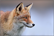 Reineke Fuchs... Rotfuchs *Vulpes vulpes*, Nahaufnahme, Kopfporträt - die Geschichte vom schlauen, boshaften Fuchs