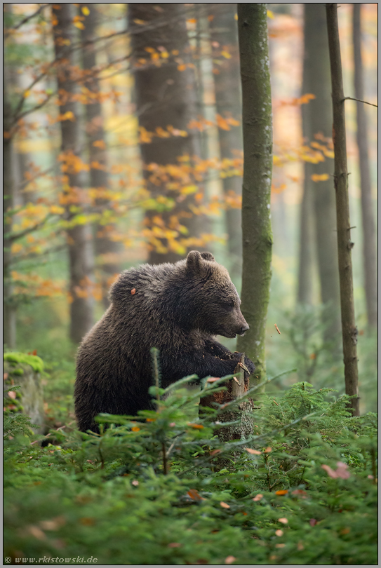 im Herbstwald... Europäischer Braunbär *Ursus arctos* auf Nahrungssuche