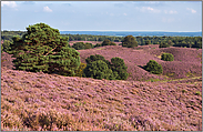 Heideblüte... Veluwe *Niederlande*, violett blühende Heide, weite offene Landschaft, sanfte Hügelketten