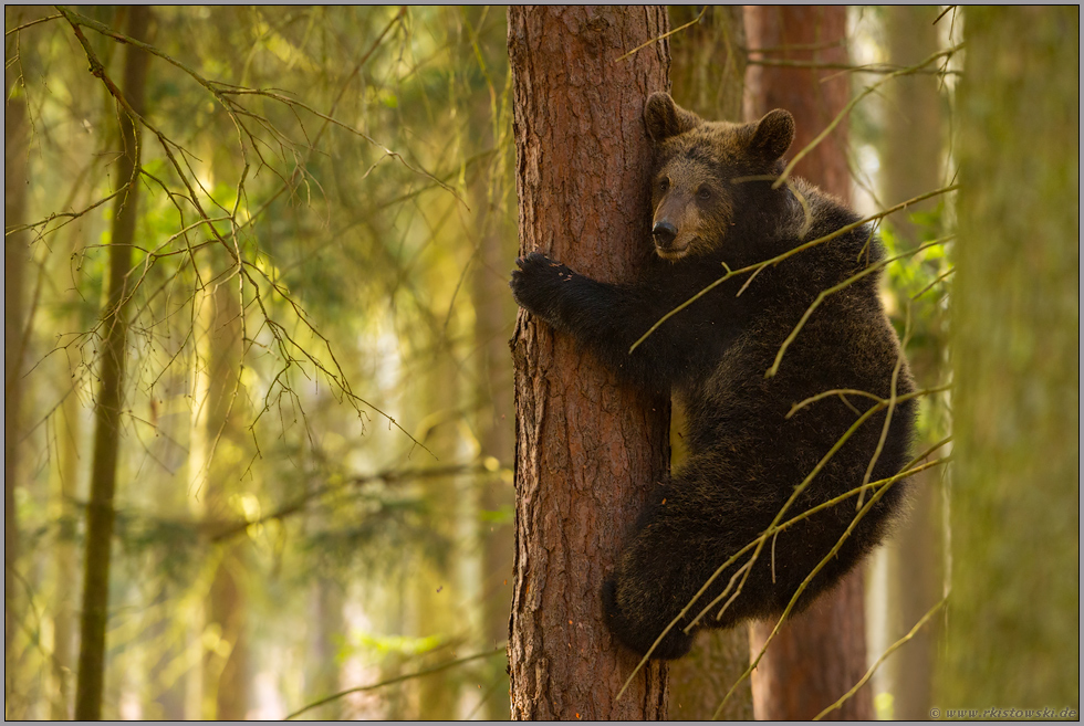 Bärenjunges... Europäischer Braunbär *Ursus arctos* klettert auf einen Baum