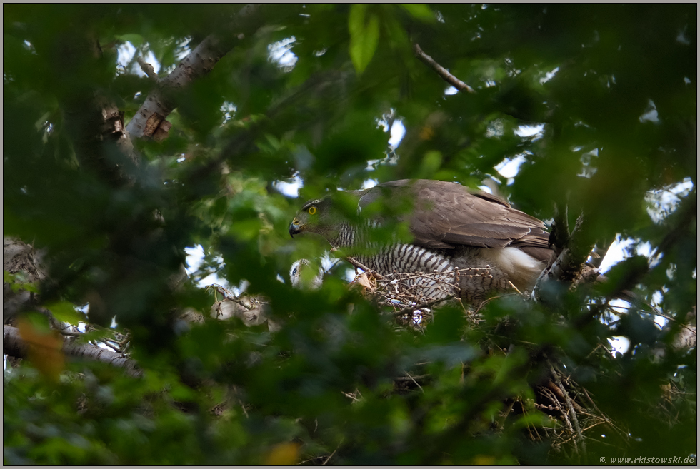 wer guckt denn da... Habicht *Accipiter gentilis* auf dem Horst nach erfolgreicher Brut