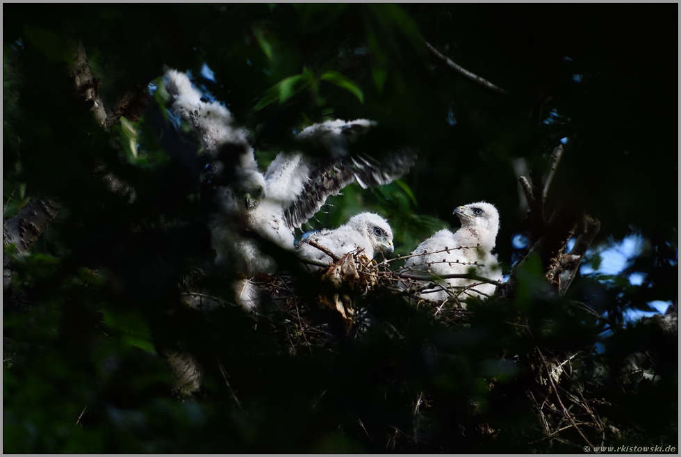 zu dritt... Habicht *Accipiter gentilis*, junge Habichtküken auf ihrem Horst