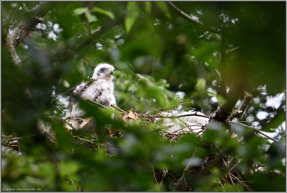 versteckt in den  Baumkronen... Habicht *Accipiter gentilis*, Habichtküken, Nestling auf dem Horst