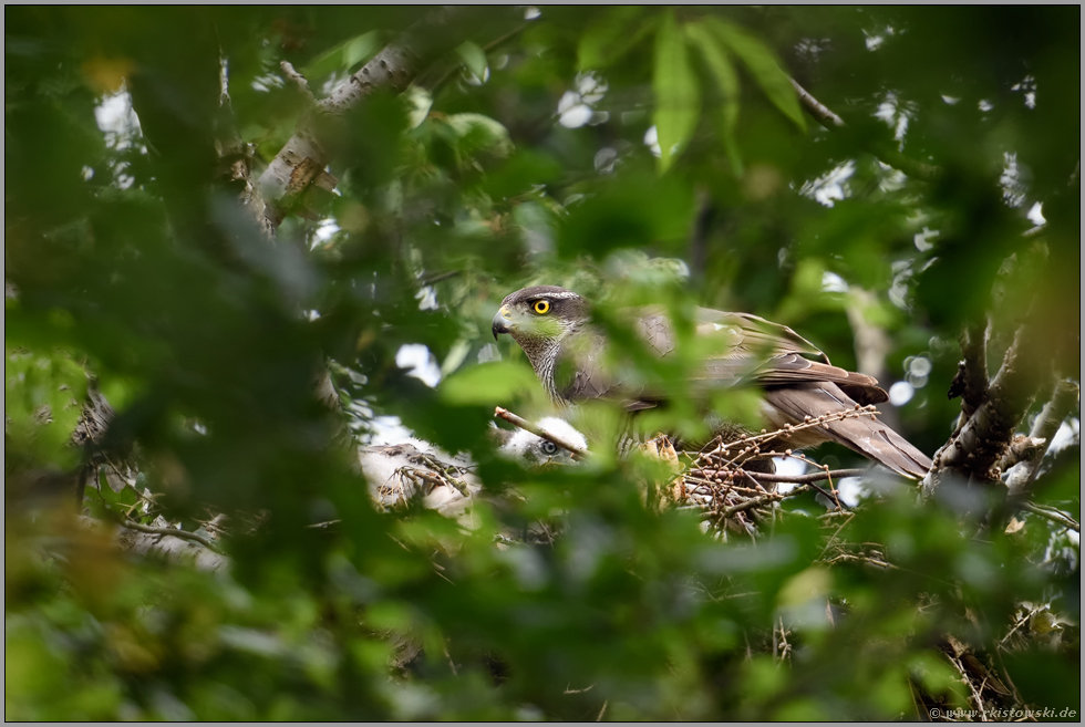 mit Argusaugen... Habicht *Accipiter gentilis*, Habicht wacht auf dem Horst über den Nachwuchs