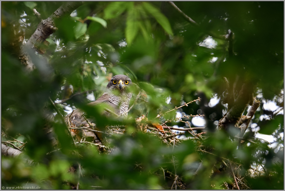 eindringlicher Blick... Habicht *Accipiter gentilis*, weiblicher Altvogel am Horst, Habichtaugen