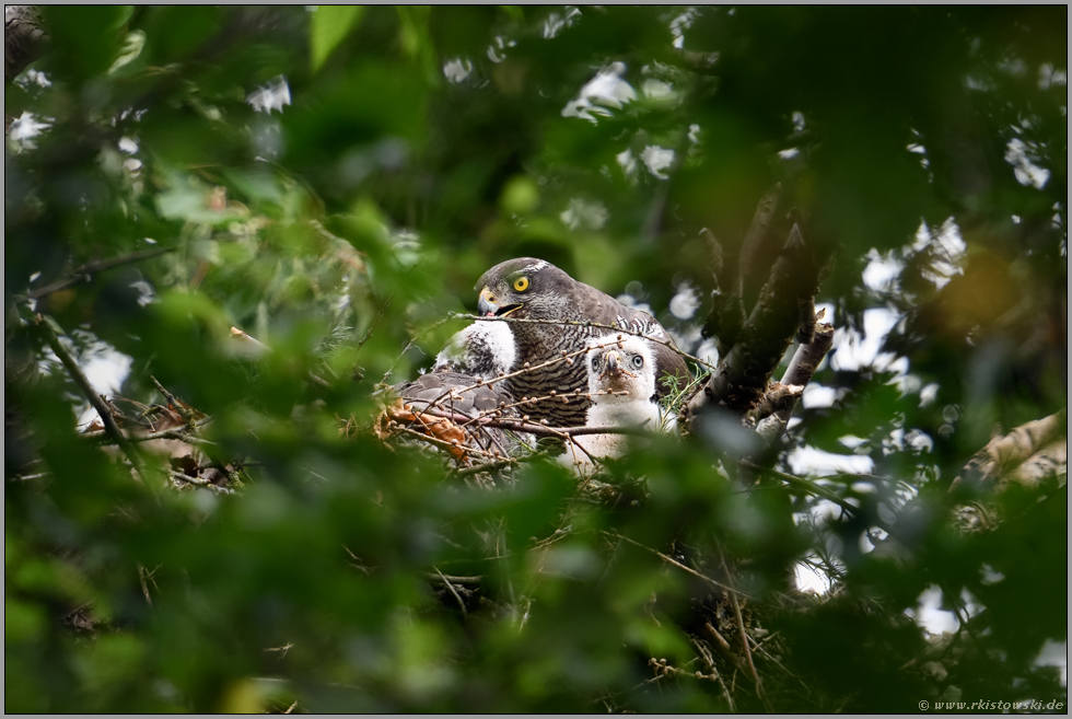 Geduld ist gefragt... Habicht *Accipiter gentilis*, Habichtweibchen bei der Fütterung des Nachwuchses