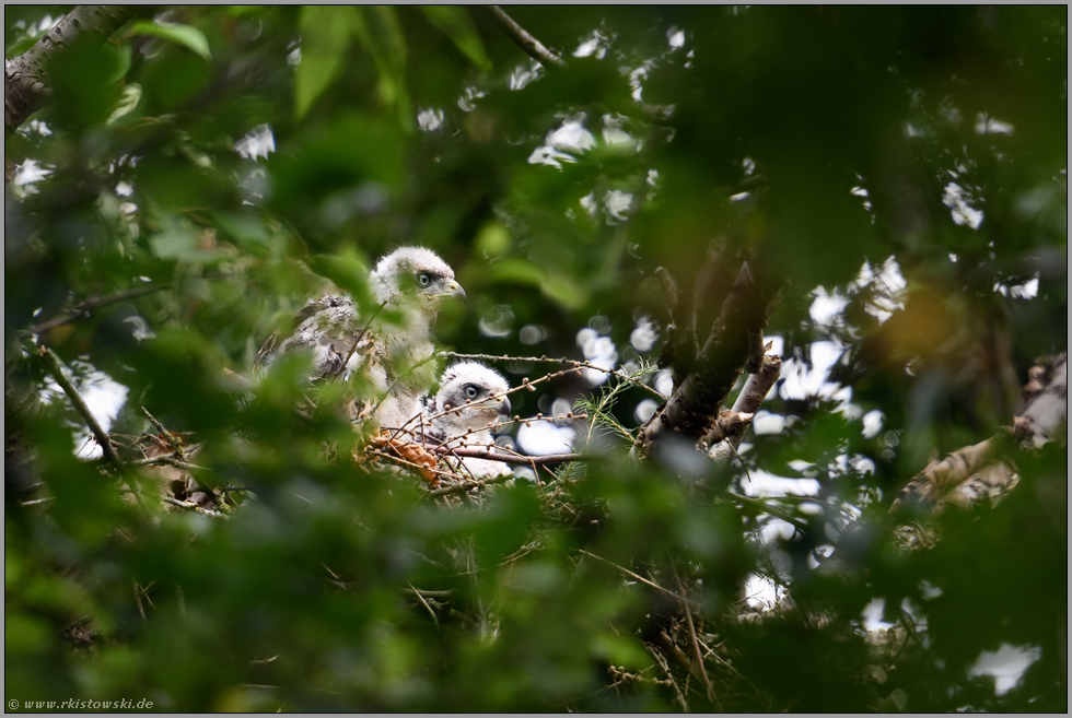 zwei gut entwickelte Jungvögel... Habicht *Accipiter gentilis*, Habichtküken auf ihrem Horst