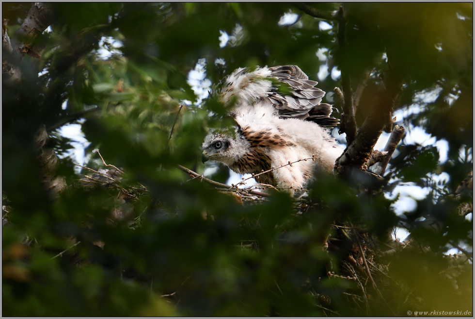 Bewegungsgymnastik... Habicht *Accipiter gentilis*, mauserndes Habichtküken reckt und streckt sich