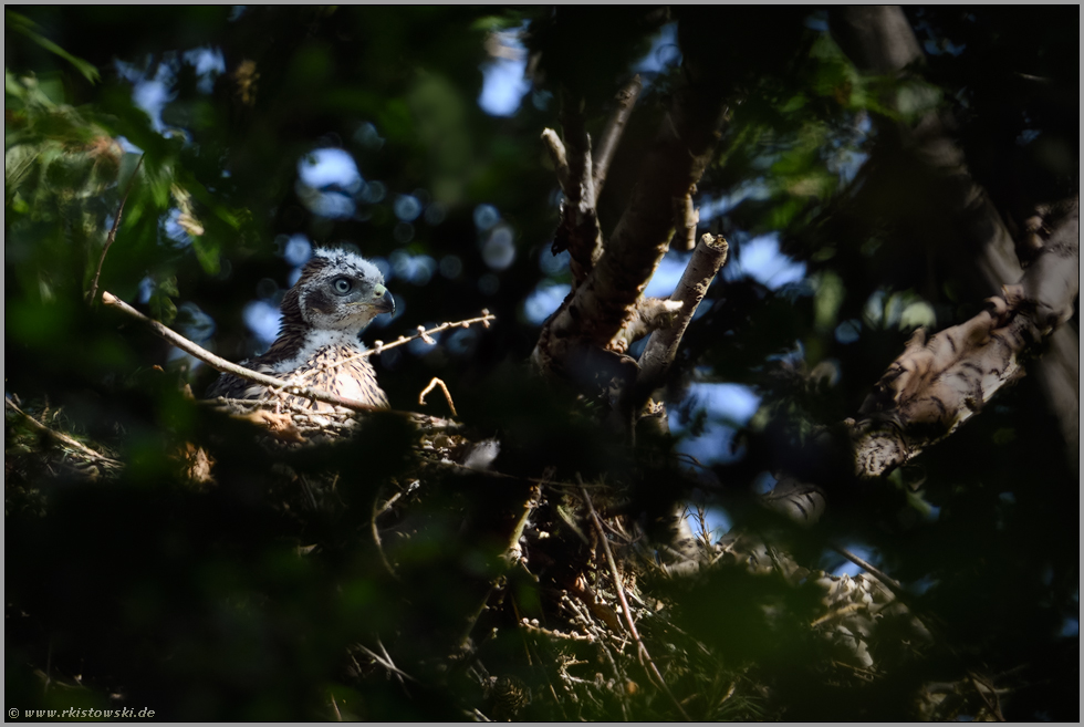 Nesthocker... Habicht *Accipiter gentilis*, wohl zufriedenes Habichtjunges sitzt im Horst