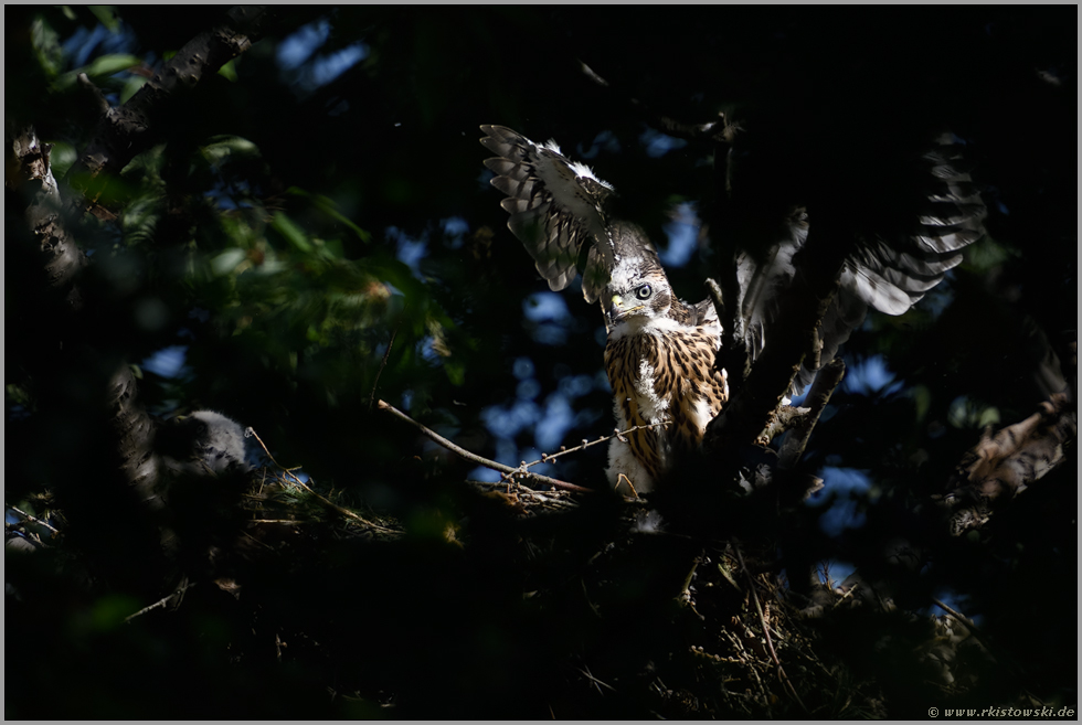 Flugübungen... Habicht *Accipiter gentilis*, junger Habicht schlägt umherhüpfend mit den Flügeln