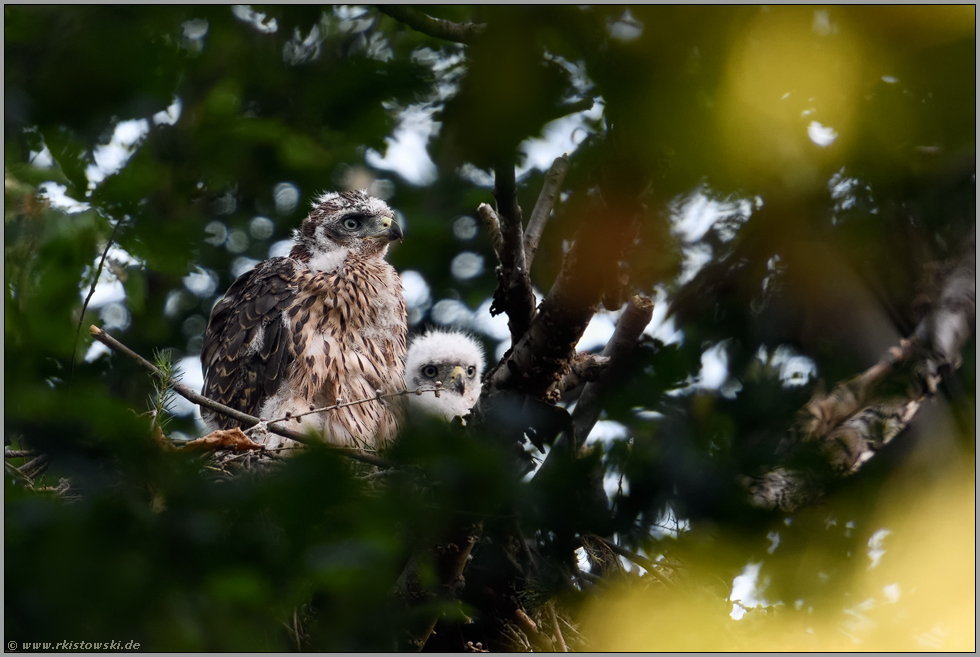 ungleiche Geschwister... Habicht *Accipiter gentilis*, Habichtküken, Jungvogel verschiedener Entwicklungsstufen