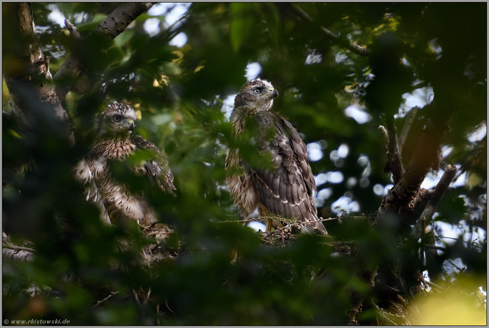 Leben im Verborgenen... Habicht *Accipiter gentilis*, bereits ältere Habichtnestlinge auf ihrem Horst in der Baumkrone