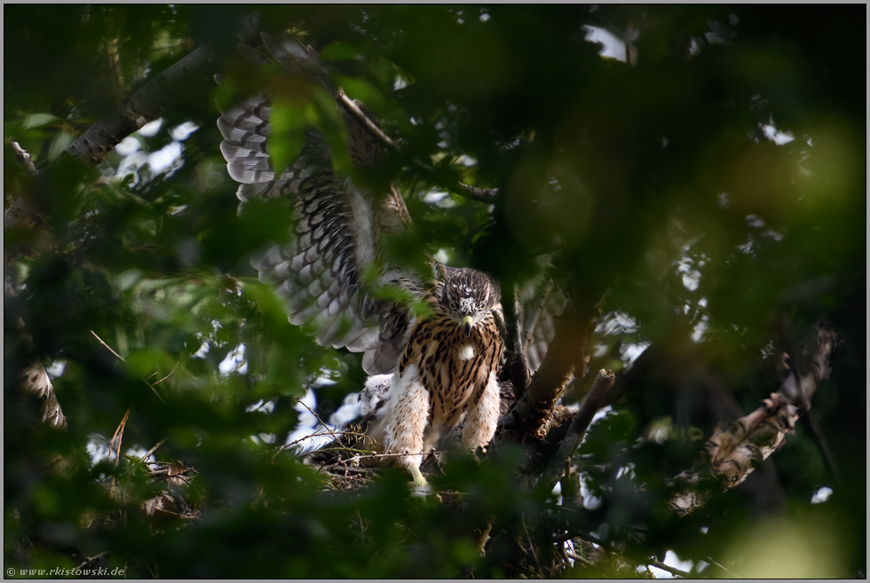 Federhosen... Habicht *Accipiter gentilis*, Rothabicht reckt die Flügel, trainiert Beweglichkeit und  Flugmuskulatur