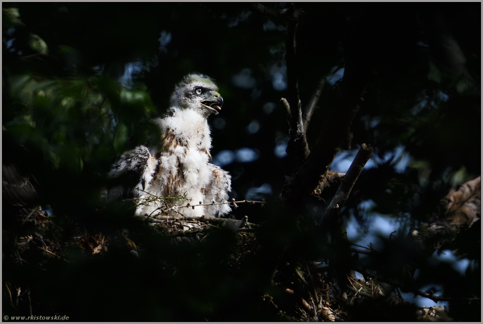 selbstbewusst... Habicht *Accipiter gentilis*, Habichtnestling auf dem Horstrand, richtet sich auf, hechelt