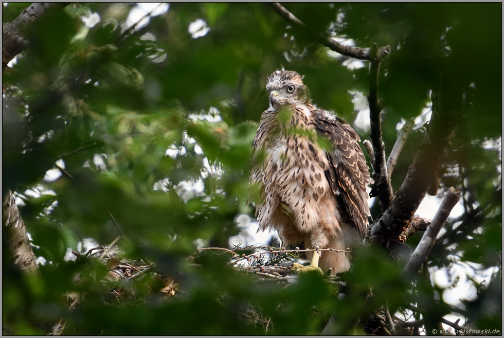 ziemlich entspannt... Habicht *Accipiter gentilis*, junger Habicht steht auf dem Rand seines Nestes, Horstes