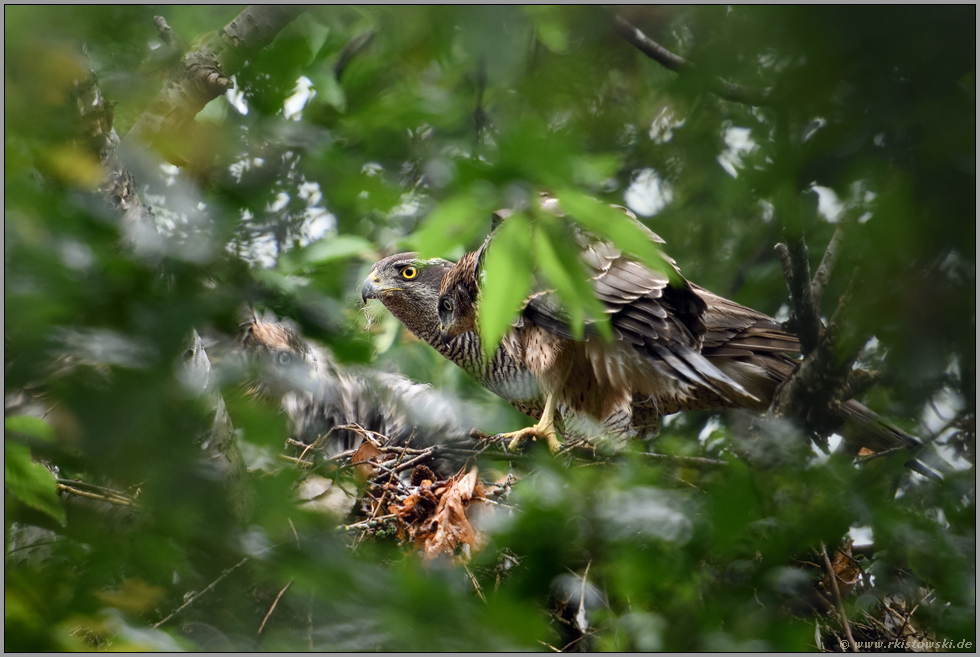 seltener Besuch... Habicht *Accipiter gentilis*, Altvogel auf dem Horst gemeinsam mit älteren Jungvögeln