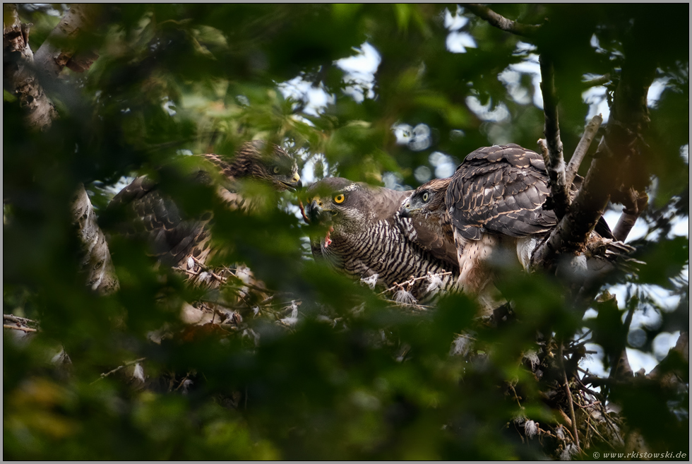 das große Fressen... Habicht *Accipiter gentilis*, Fütterung der Ästlinge