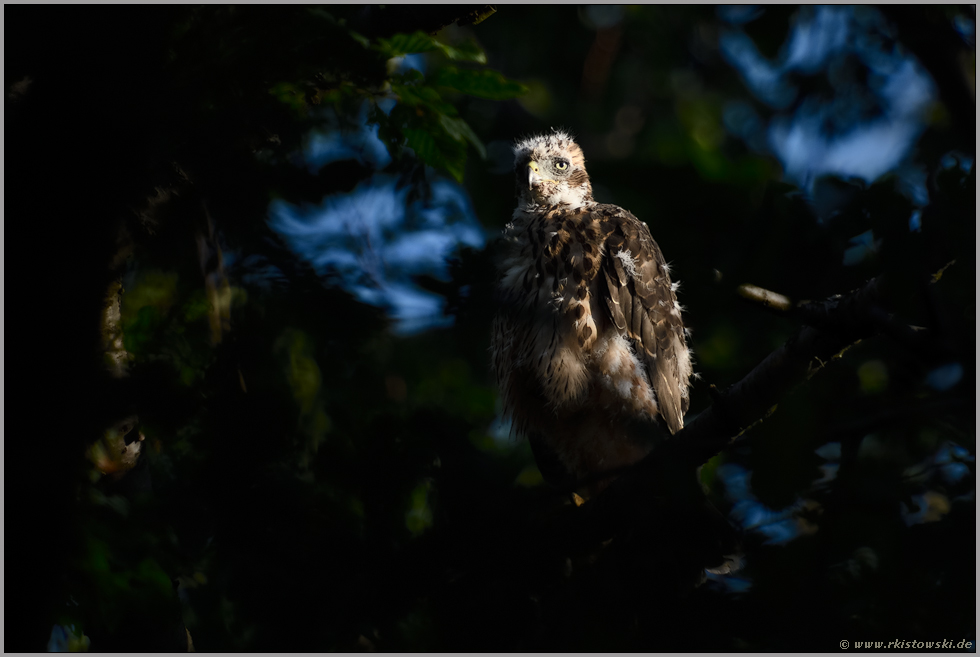 im Lichtspot... Habicht *Accipiter gentilis*, junger Habicht, Ästling, abseits vom Horst