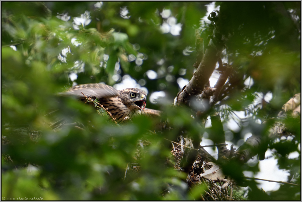 Abwehr... Habicht *Accipiter gentilis*, junger Habicht frisst, reagiert erbost auf eine Störung, verteidigt sich