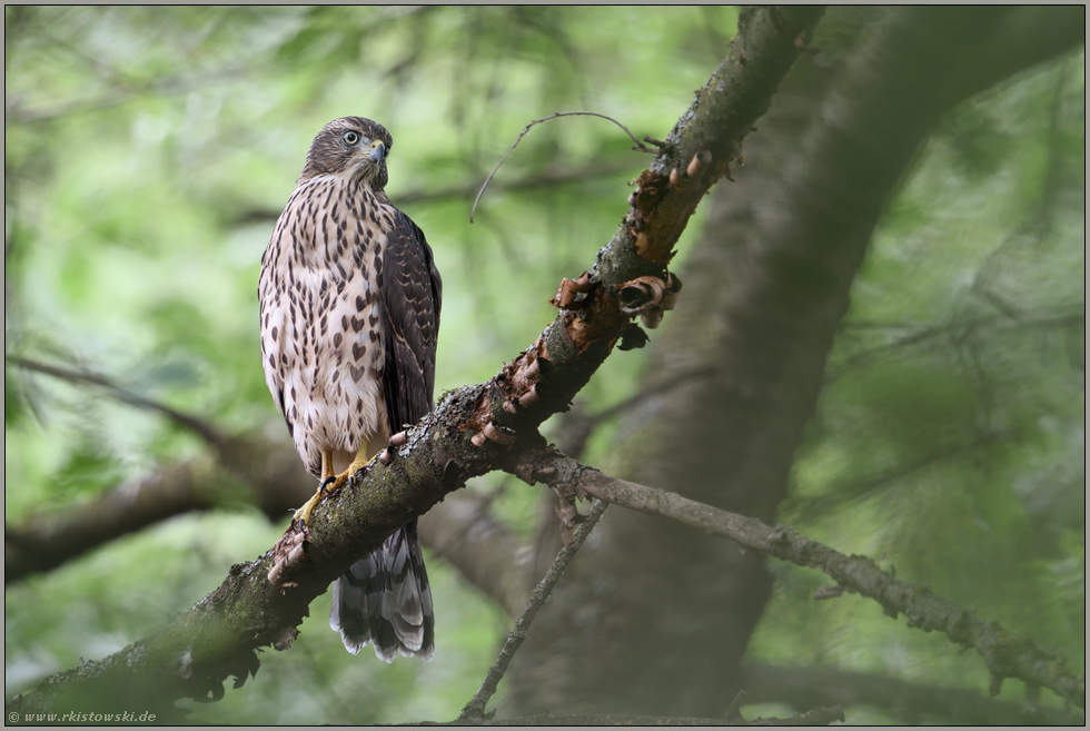 Herzchenmuster... Habicht *Accipiter gentilis*, Jungvogel zeigt sein Brust- und Bauchgefieder