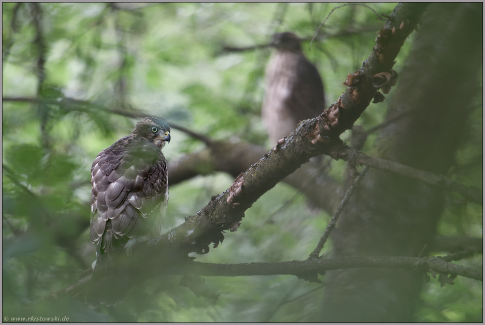 Leben im Verborgenen... Habicht *Accipiter gentilis*, flügge Jungvögel im Geäst der Bäume