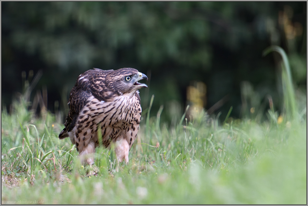 rufend... Habicht *Accipiter gentilis*, flügger Jungvogel bettelt um Nahrung, Versorgung